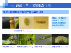 水生生物资源养护先进技术系列连载 五 海草移植栽培技术