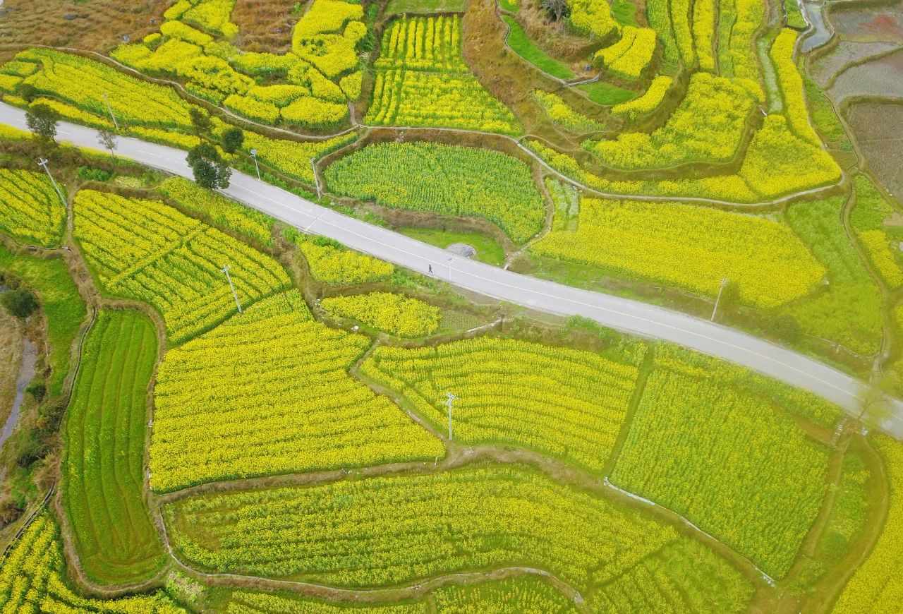 锦屏县钟灵乡 油菜花开富乡村，稻油轮作绘就金色画卷